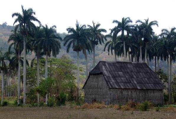 APLAUDO EN VERSO - Página 8 Cuba