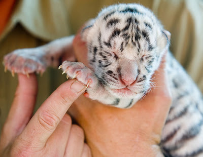 Cuteness!! - Page 2 White%2BTiger%2BBaby