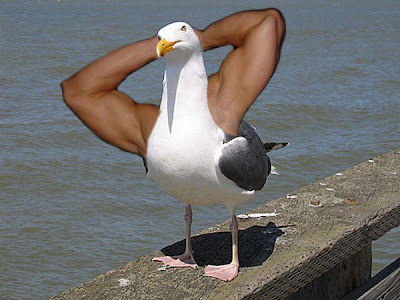 Birds Are Awesome! LOL! Photoshop_44