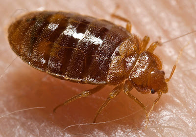 10 Ritual Perkawinan yang Unik di Dunia Hewan Bedbug