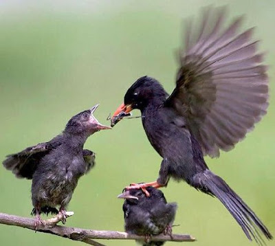 قصيدة من أم لولدها  الذي فضل زوجتة على أمه... MOther%2BBIRD%2Bfeeding%2BONE%2Bof%2Bher%2Byoungun%27s