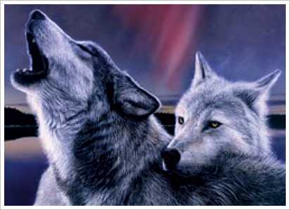 Indigo and xen Female and male  K9-wolves