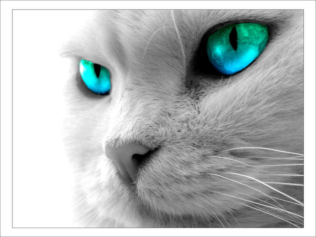 Bilderforum Beautiful-cats-12896422-1024-768