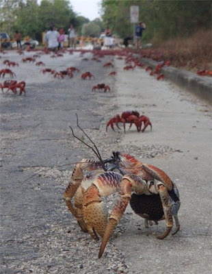 நண்டுகளின் வர்ணக்காட்சி Crab_attack_3