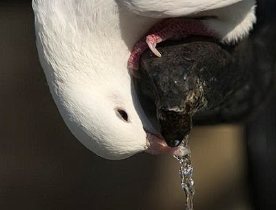 வெயில் கொடுமை மனிதர்களுக்கு மட்டும்தானா? Thirsty-birds-01