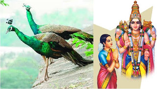  மும்மூர்த்திகளில் பரிபாலன மூர்த்தியாக இருப்பவர்...  Krs_murugan