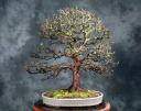 صور شجر بونساي Chinese-elm-rept-ibc_thumbnail