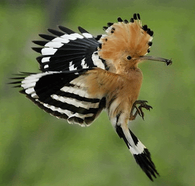 صور حيوانات نادرة Hoopoe2