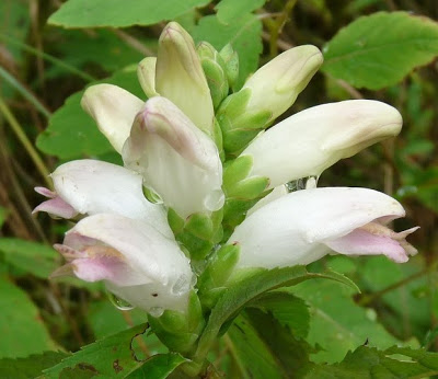 زهور تشبه الفم  Turtlehead_flower