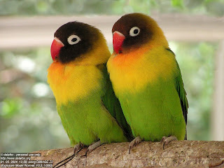 لعبة الصــــــــــــــــــور ((الكل يشارك)) Lovebirds