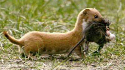 Doninha Altai- ( Mustela altaica) Weasel