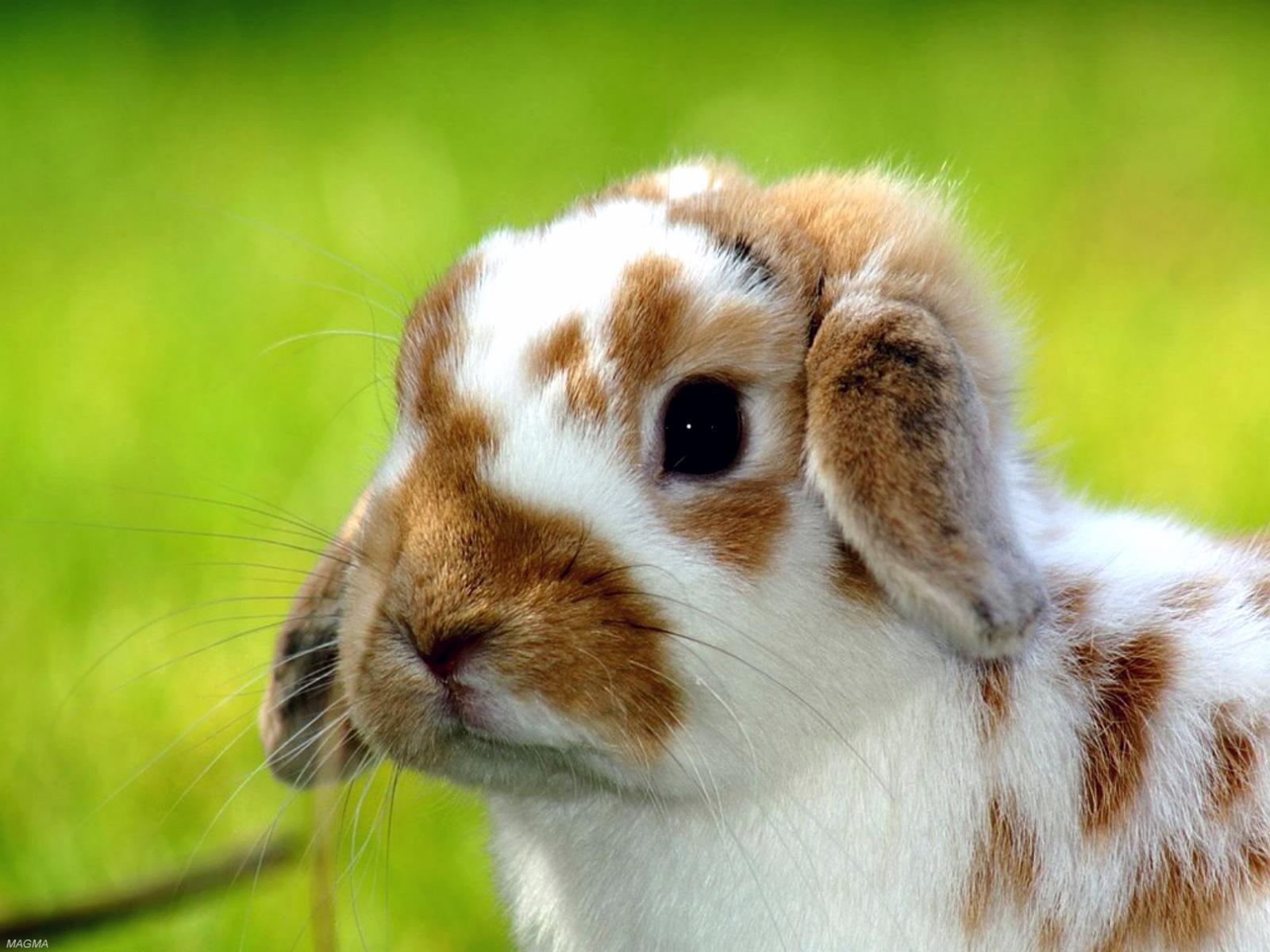 Too Soon: A Shapeshifter Roleplay [Sign Ups] Animals-pictures-cute-rabbit