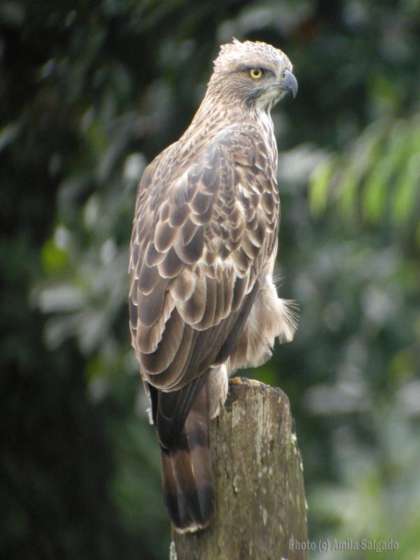 นกเหยี่ยวต่างสี Crested Hawk Eagle Crested_Hawk_Eagle2