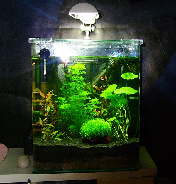 Lancement d'un petit aquarium (20L) - Page 2 50