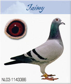 pigeons maroc - pigeons voyageur - racing pigeons  Jaimy