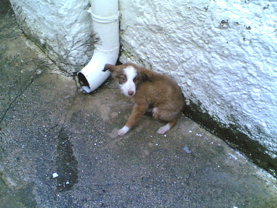 Cachorrita de dos meses en la calle - Villacarrillo Cachorra