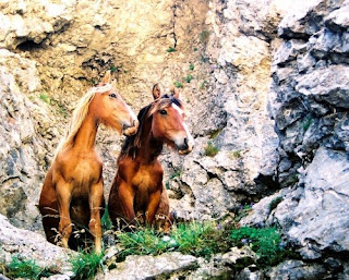 Fotos de Cavalos Cavalos_selvagens