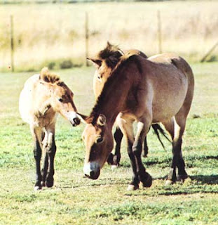 Fotos de Cavalos Cavalo_przewalski