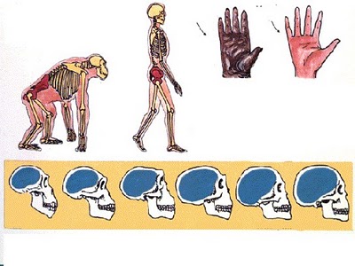 Cómo crear tu propio universo Evolucion%20figura7