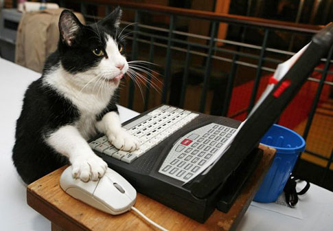 الجهل بالشيء ربما يخلق بداخلنا أشياء جميلة Cat-computer