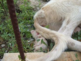 ADOPTADA !!Rescatada, medio muerta ante la indiferencia de la gente. SOS Jaen DSCF1103