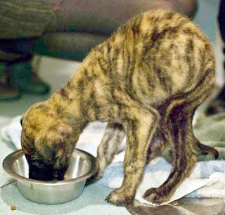 Milagritos y Libertad. Mas cachorritos rescatados de la mendiga de Cordoba, tienen las patitas atrofiadas, SOS los tiene viviendo en transportines 168424_181042248583353_100000327363289_486891_529992_n