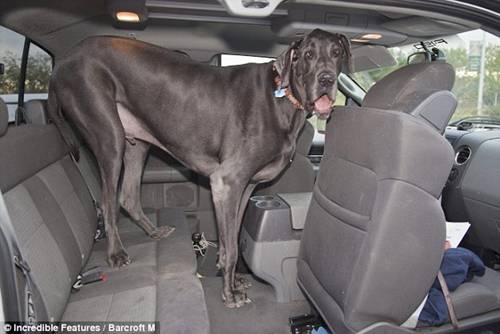 World's Tallest Dog Giant_7_foot_Dog_03