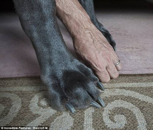 World's Tallest Dog Giant_7_foot_Dog_02