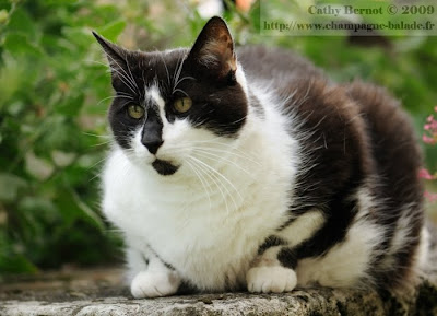 Images Photo-image-chat-felix-noir-et-blanc-felin-chaton