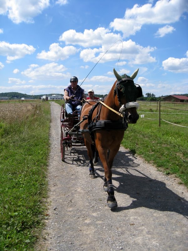 Welches Geschirr zum Fahren bei nem Ataxie-Pferd IMG_0260