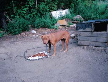 *(2010) ¡ATADOS DE POR VIDA! (testimonio grafico de una realidad que existe ante nuestros ojos) Encadenado-9