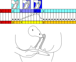 Comportamento do Colo do Útero durante o ciclo!! 300px-Cervix_checkup_%28no_description%29.svg