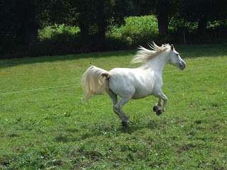 CONCOURS PHOTOS: Les chevaux s'amusent...Venez voter ! DSCF1094