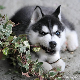 Human/Animal RP (: Siberian-husky-puppy-picture