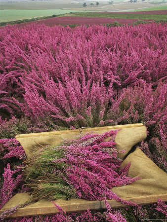 Votre Fleur Préférée...... Flowering-field-of-heather-is-harvested