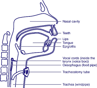 Tracheostomy & Cricothyrotomy بالصور Tracheostomy