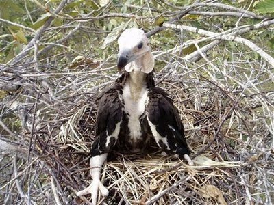 แร้งเทาหลังขาว Indian White-rumped Vulture Cambodia_vultures_hs102