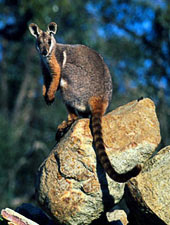 Brush-Tailed Rock Wallaby Yellow-footed-rock-wallaby