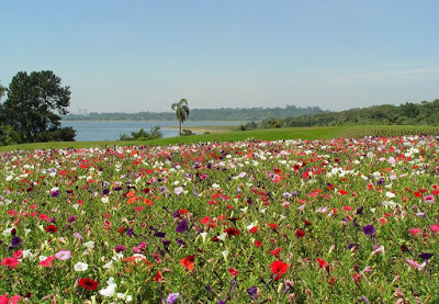 Calm Lands BXK10880_campo-florido800