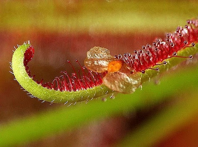 Insect-Eating Plants - Rare Photos... Insect-eating-flowers-24