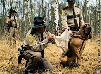 Funny Police Photos - Page 2 Funny_police_dog_look_crime_scene