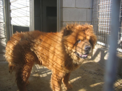 chow hembra con tres añitos en adopción. Perrera de Zaragoza. IMG_1207