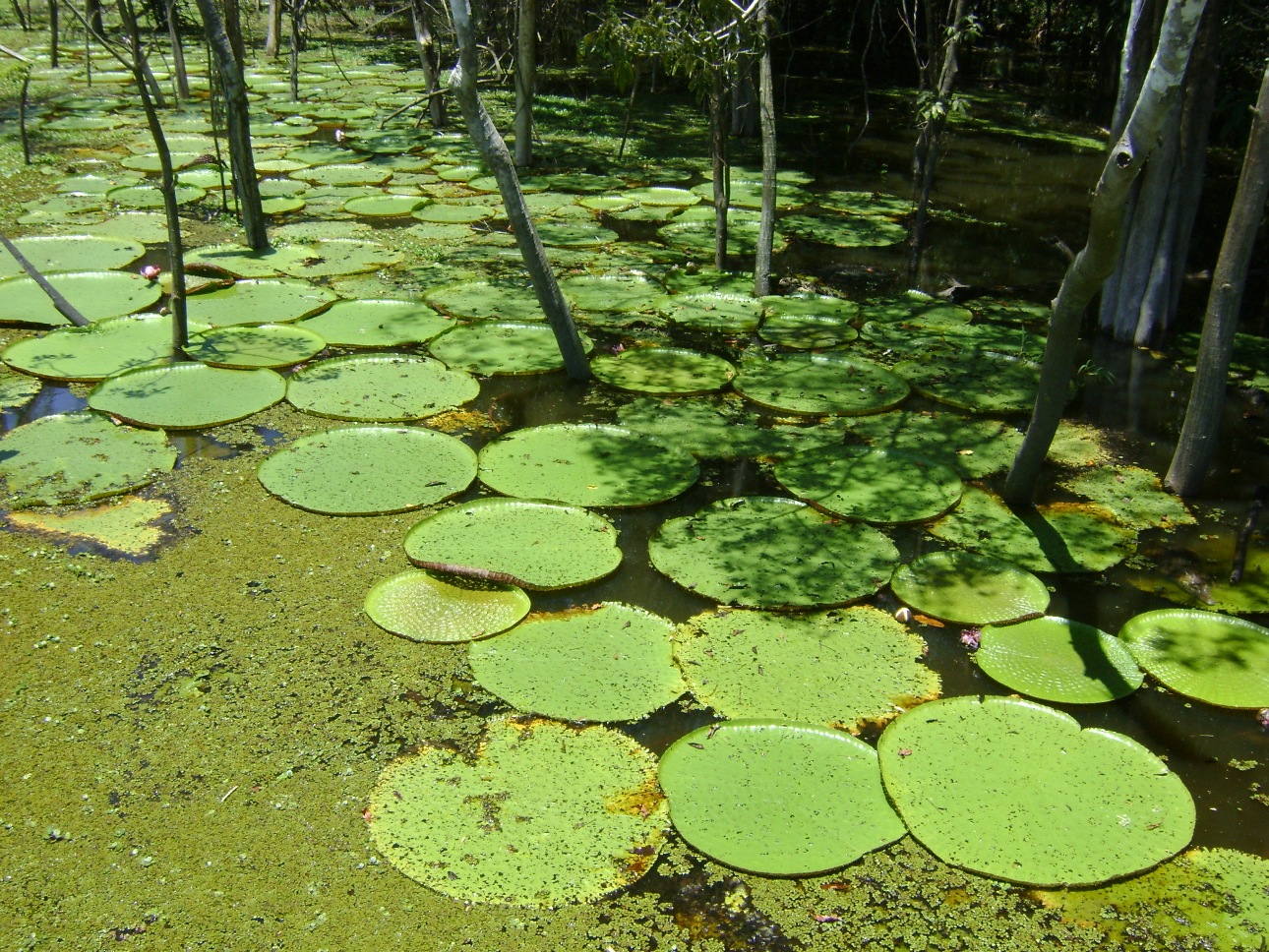 رحلة للغابات والمناظر الطبيعية Amazonas-094