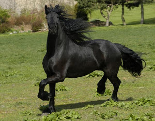 குப்பை மேட்டை கோபுரமாக்கும் மூலிகை Friesian-horse-in-galop-michael-mogensen