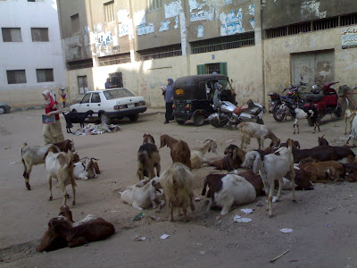 قريبا انفلونزا الماعز فى مدينه سمنود %D9%A1%D9%A1%D9%A0%D9%A6%D9%A2%D9%A0%D9%A0%D9%A7%D9%A7%D9%A6%D9%A6