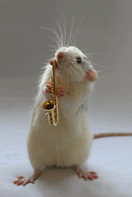 %%%%%%*عزف الفئران  صورة جميلة لا تفوتكم *%%%%%% White_rats_orchestra_1