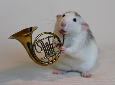 %%%%%%*عزف الفئران  صورة جميلة لا تفوتكم *%%%%%% White_rats_orchestra_4