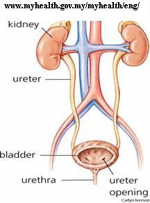 விரட்டி அடிக்கும் பாடசாலைக் கழிப்பறைகள் ! UTI