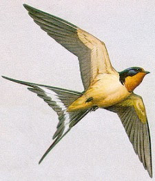 Fulmine Swallow