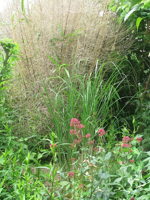 Miscanthus Sinensis " Silberfeder " 028